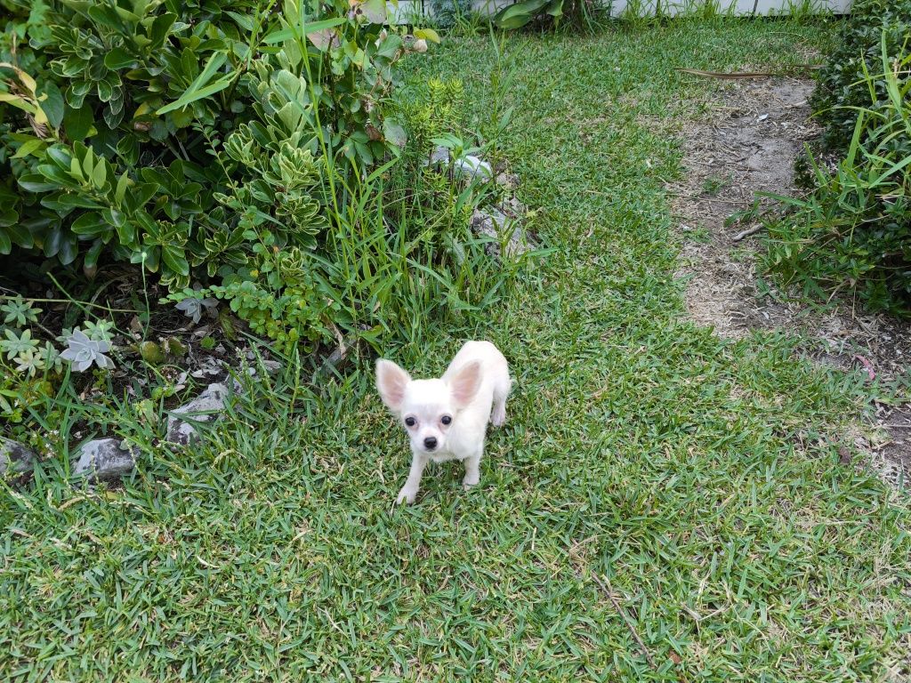 Chihuahua fêmea de pelo longo disponível para entrega imediata