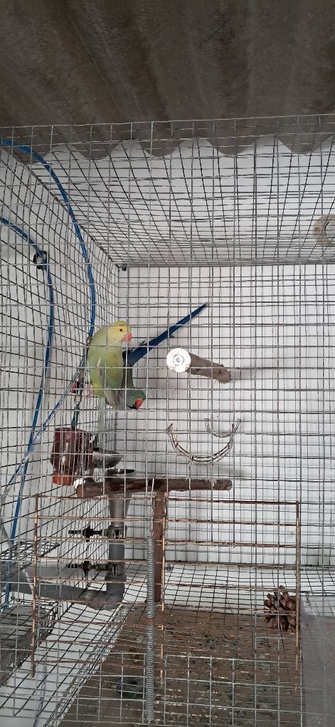 Casal de ring nek para vender por motivos de saúde