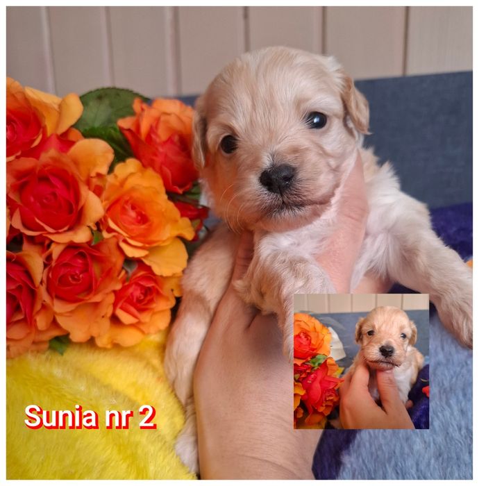 Suczka maltipoo Unikatowe umaszczenie