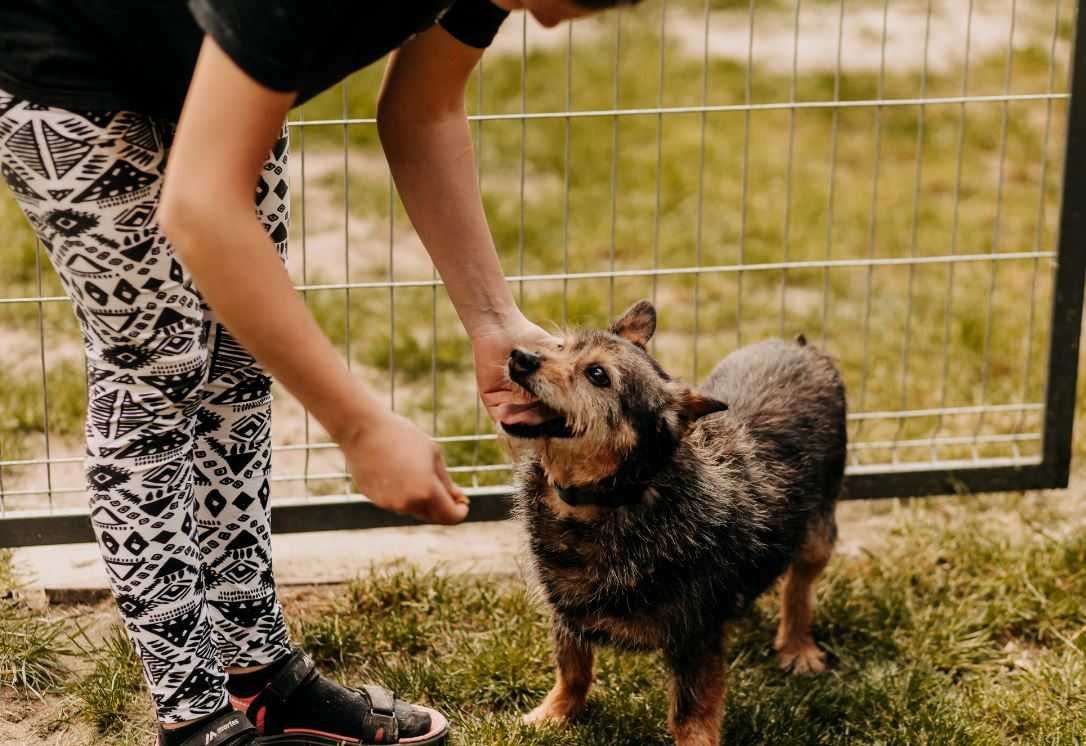 Jak długo jeszcze będę musiał czekać na kochający dom?Adoptujesz mnie?