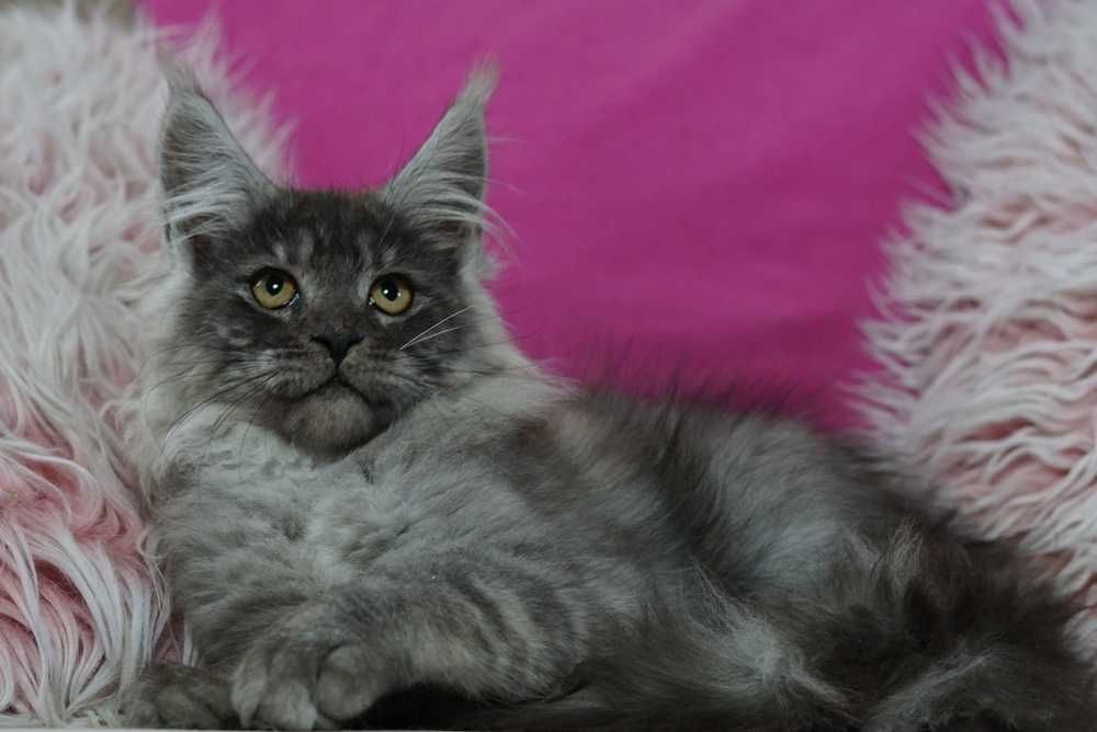 Kocurek maine coon