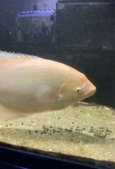 Gourami gigante 40 centimetros
