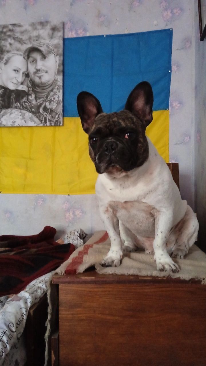 Ищем девочку для случки