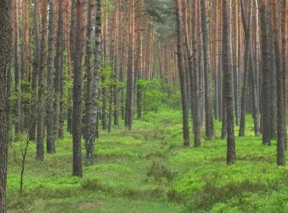 Sprzedam las powiat Tomaszów Lub. Susiec