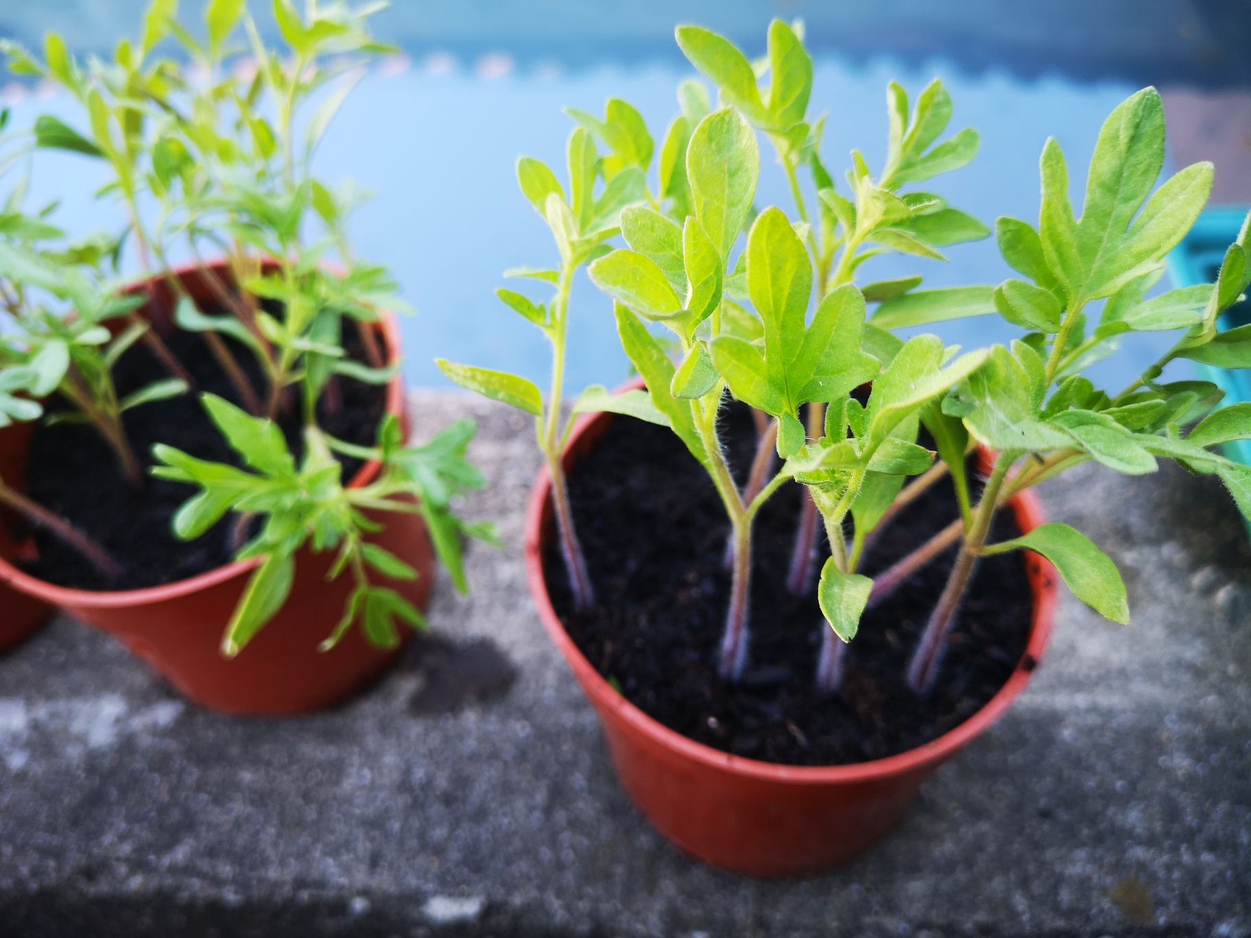 Variedade de tomates