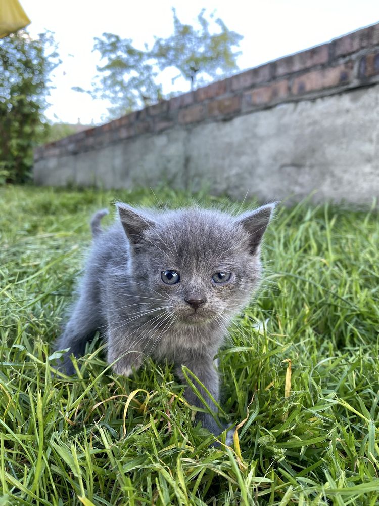 Продам котика.