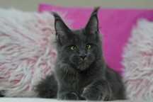 Kotka maine coon