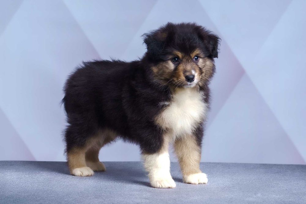 Owczarek australijski typ amerykanski