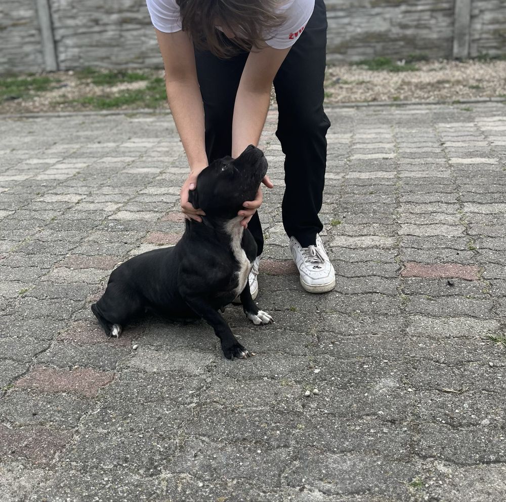 Staffordshire Bull Terrier- Staffik