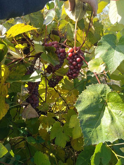 Дача в межах міста