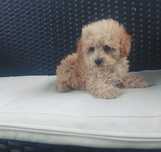 Maltipoo piękny samczyk z Dokumentami