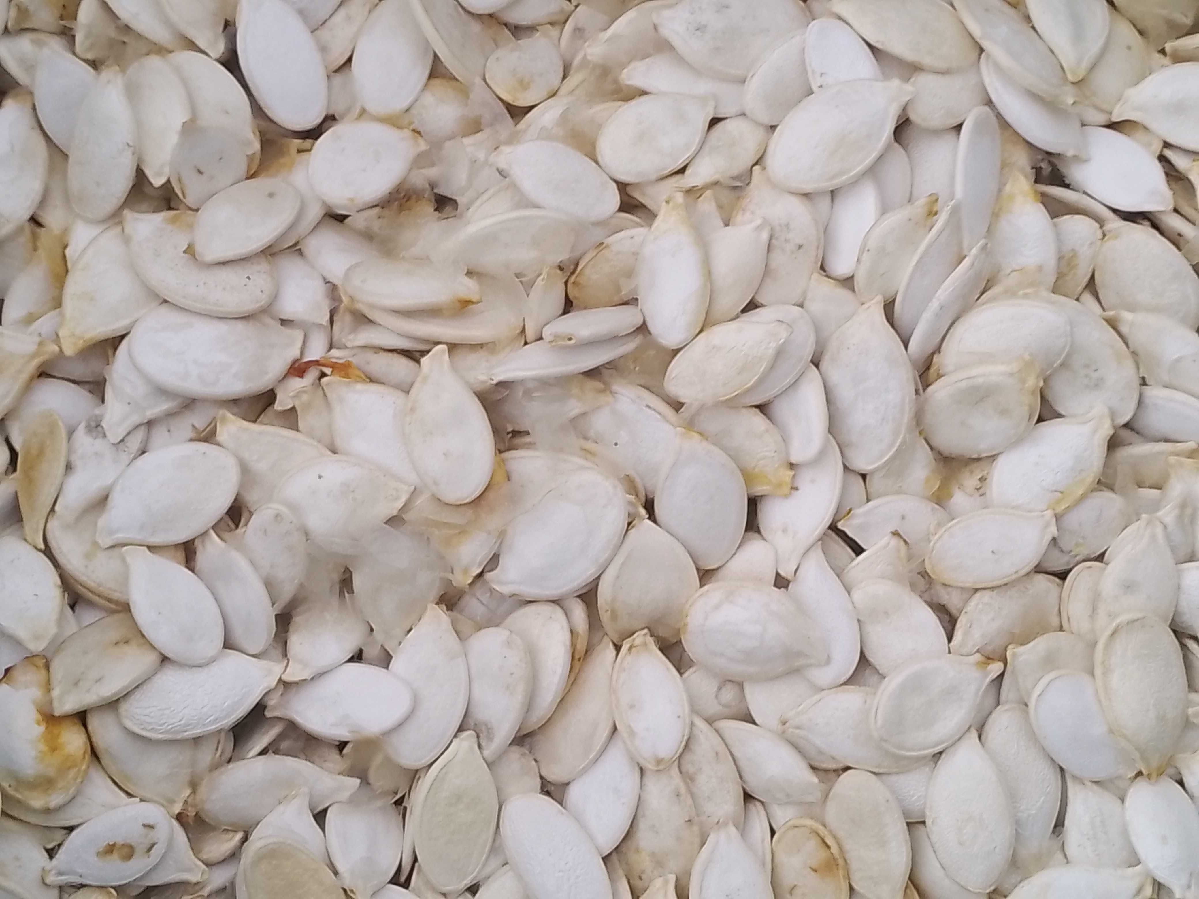 Продам насіння гарбуза білій кашові