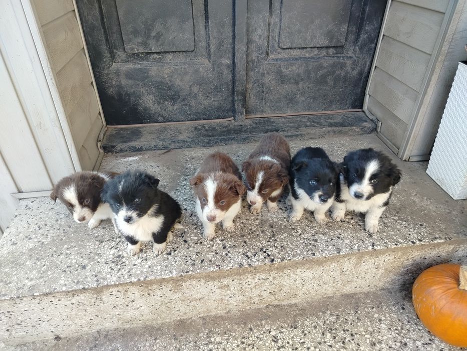 Małe szczeniaki po rodzicach border collie