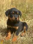 Rottweiler piękny mocny chłopiec FCI