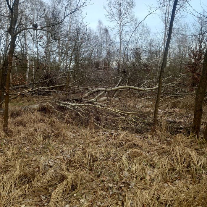 Ziemia 5 klasa krasnołeka na koloni