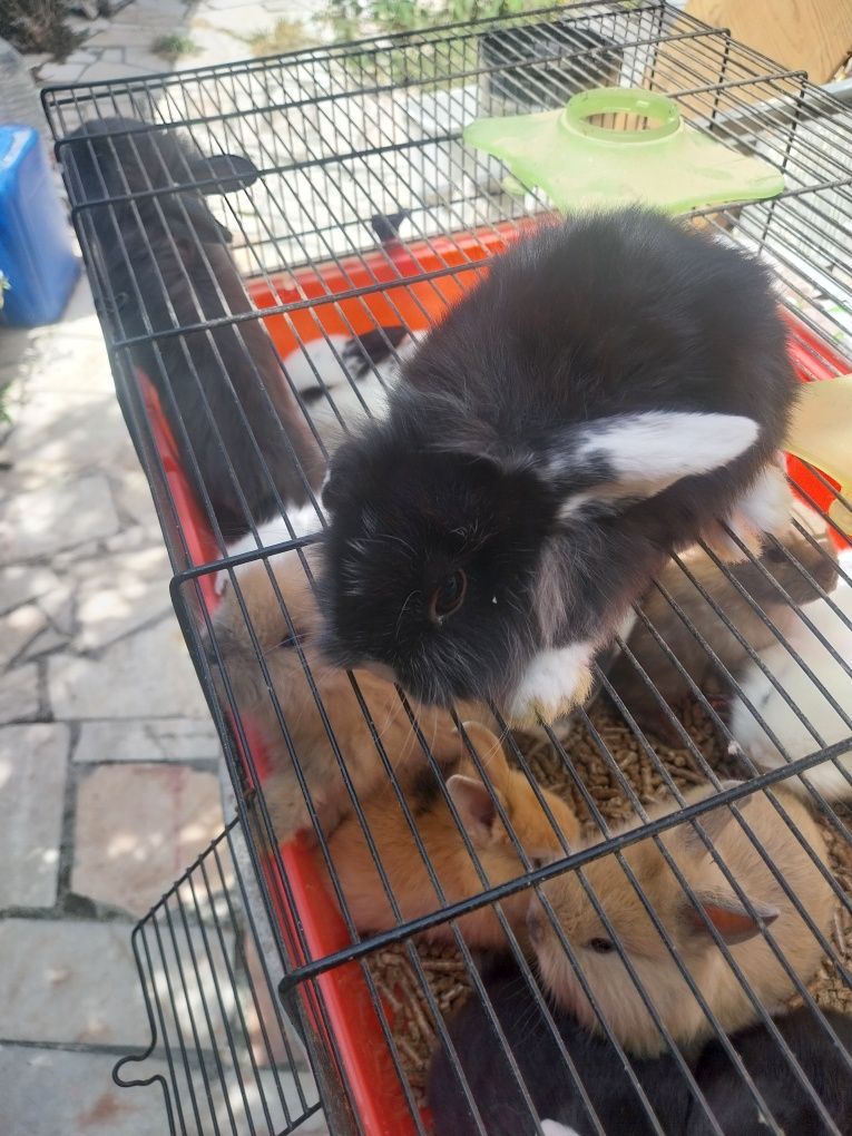 Coelhos anões minilop orulhudos