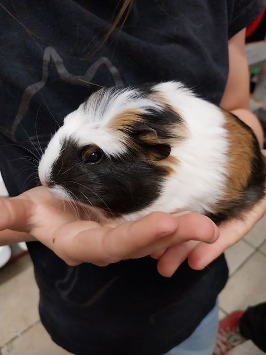 Świnka morska, cavia domowa, samiczka ur.02.07.25
