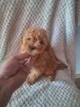 Pudel miniaturowy-suczka