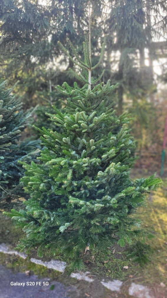 Choinki Plantacja, Świerki, Srebrne, Jodły, Doniczki