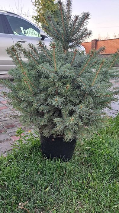 Живі ялинки до ваших Різдвяних свят