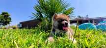 Akita Inu bebe maravilhoso