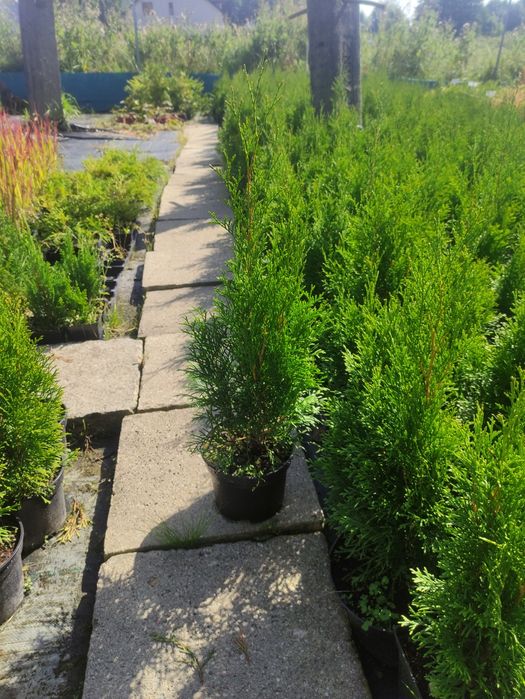 Tuja szmaragd 60-70cm w doniczce 1,5l