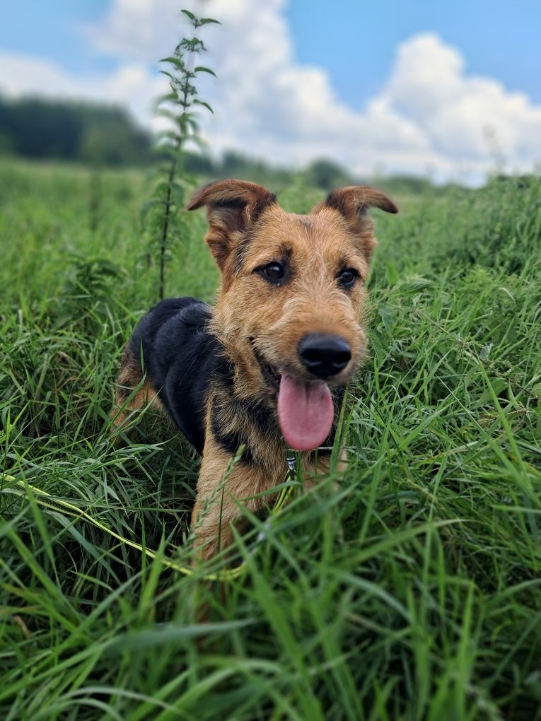 Foxi w typie foxterriera szuka człowieka!