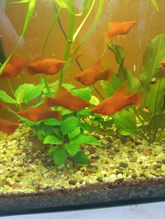 Sprzedam ładne mieczyki czerwone