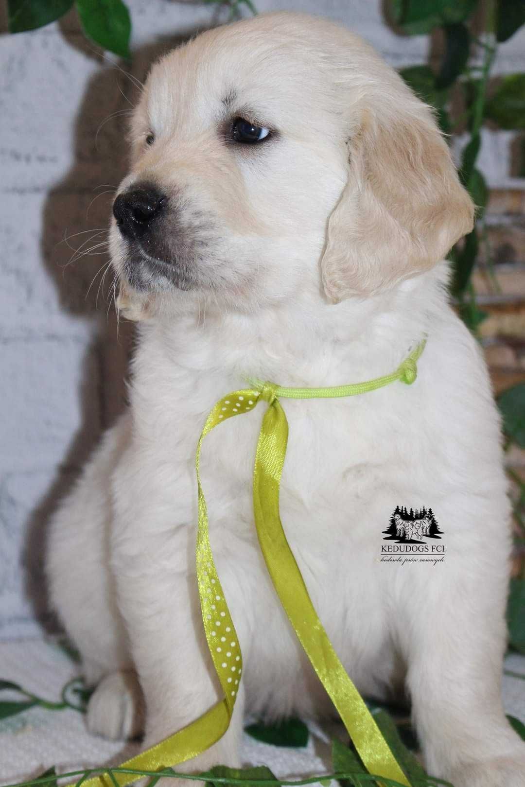 Golden retriever piesek-chłopiec ZKwP FCI gotowy do odbioru