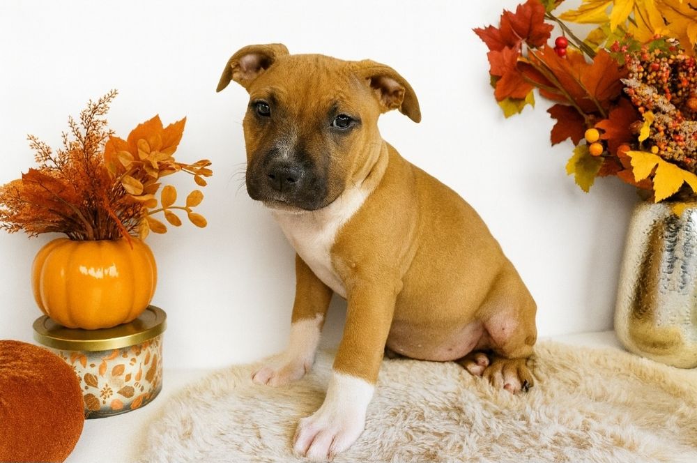 Rodzinna suczka Amstaff!