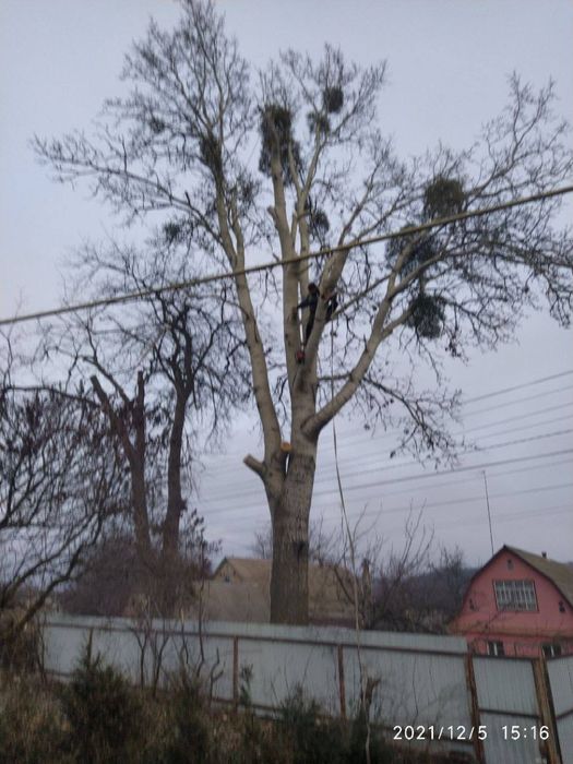 Обрезка деревьев весною. Спил, чистка  дерев. Корчування.Кронування.