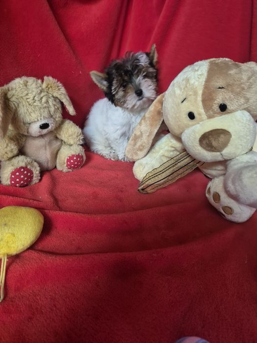 Biewer Terrier Macho  Criadora Registada PT 3088 FL