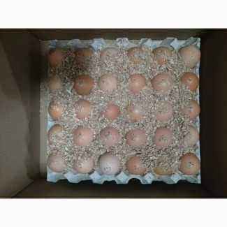 Инкубационное яйцо бройлер Кобб 500, Росс 708, Росс 308