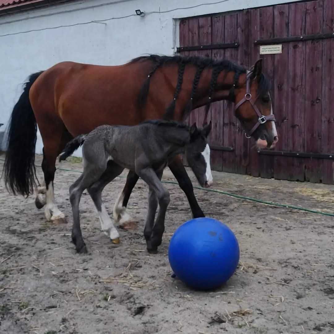 Konie hafljnger gypsy irish cob redukcja stada