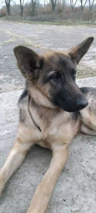 Дівчинка вівчарочка розумна, знає команди