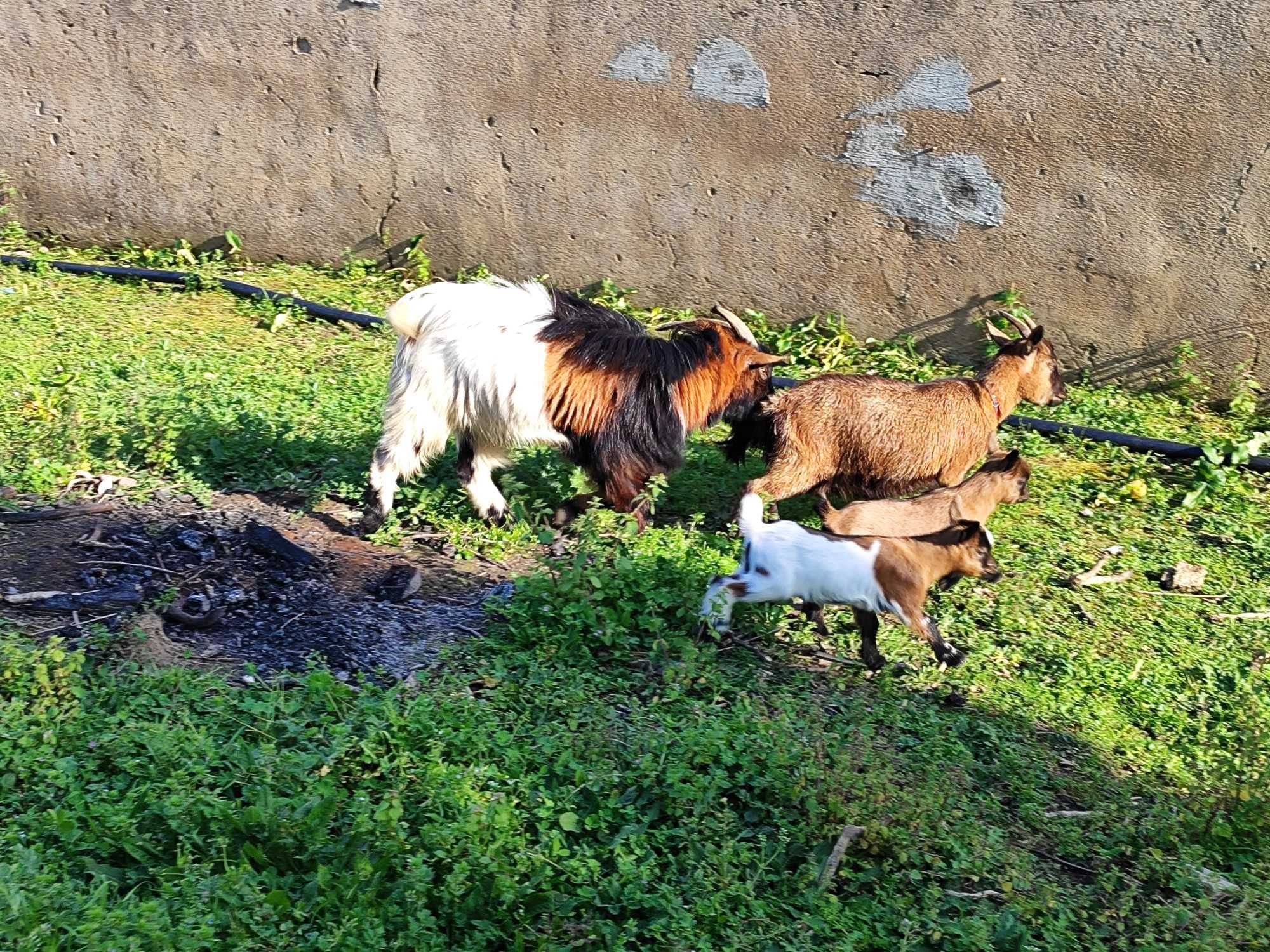 vendo cabras anas