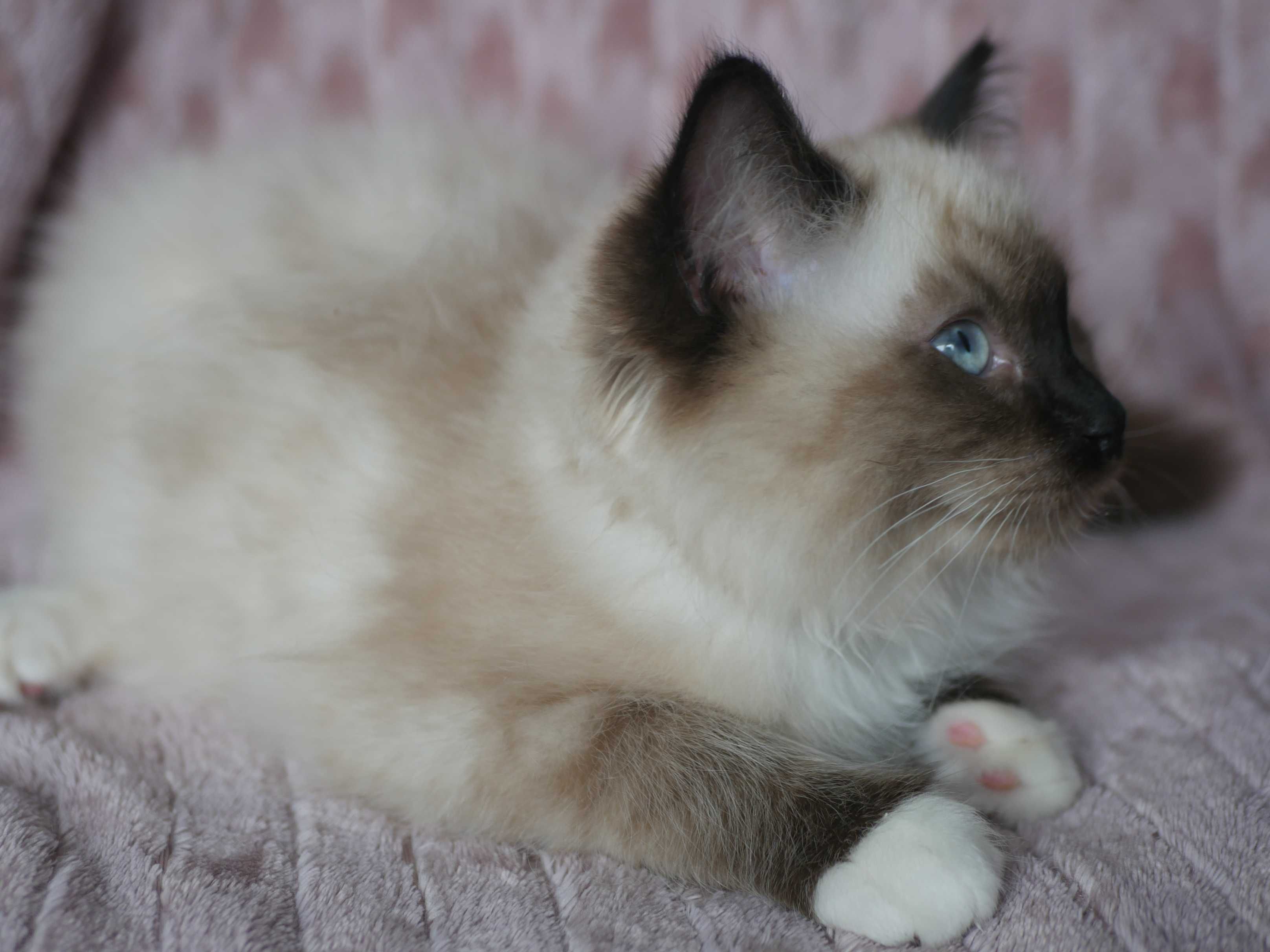 Ragdoll kocurek, rasowy rodowodowy, FPL,FIFE
