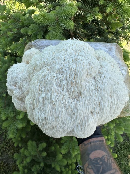 Soplówka Jeżowata  Growkit do domowej samodzielnej uprawy lions mane