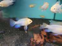 Ramireza Gold XXL krajowy,dużo gatunków ryb W-wa od Tapajos.pl
