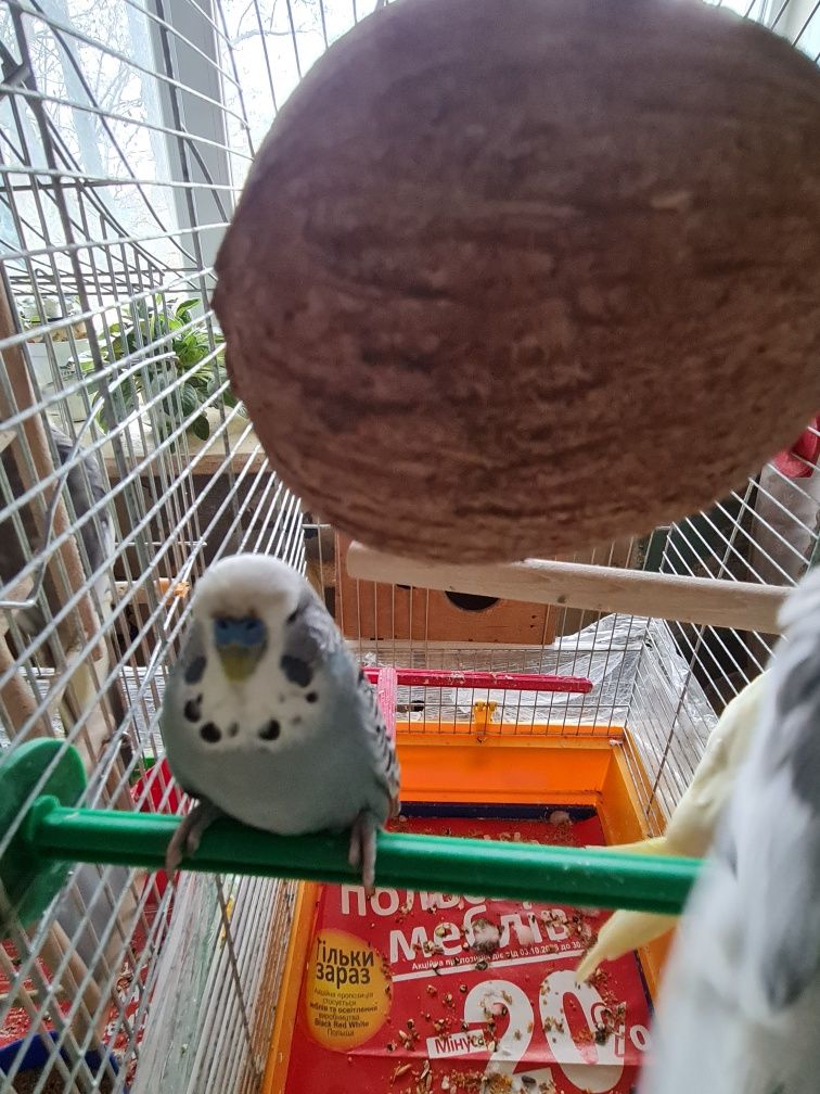 Выставочный волнистый попугай Чех редкого окраса
