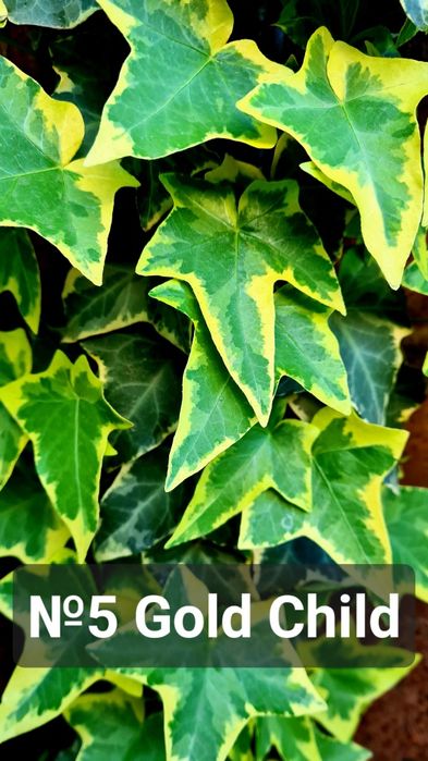 Плющ разный красочный