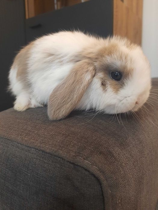 Króliki baranek miniaturka karzełek mini lop