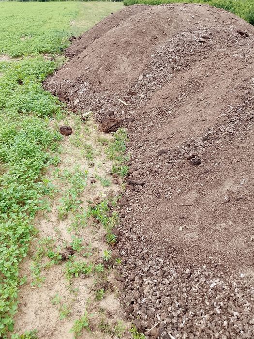 Obornik kurzak bobek