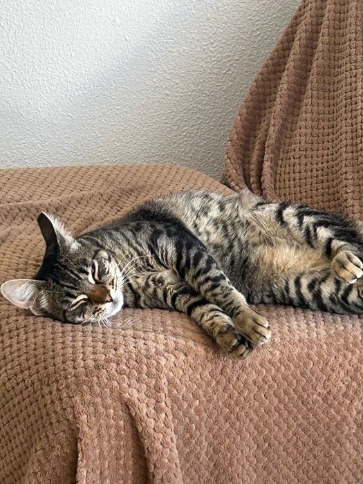 Adoção de Gato Albufeira