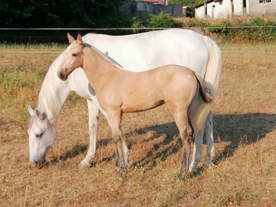 Troco poldra baia PSL
