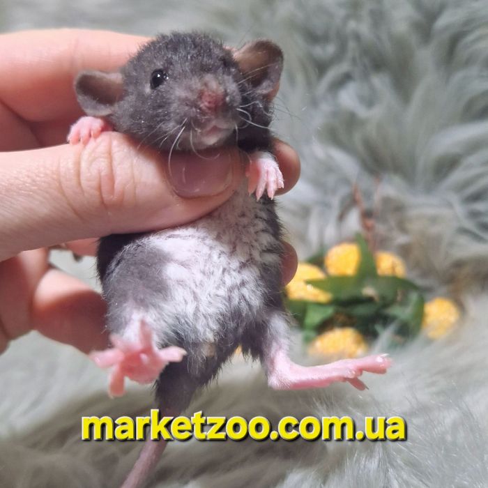 Дівчинка Дамбо Рекс – жива копія Міккі Мауса!