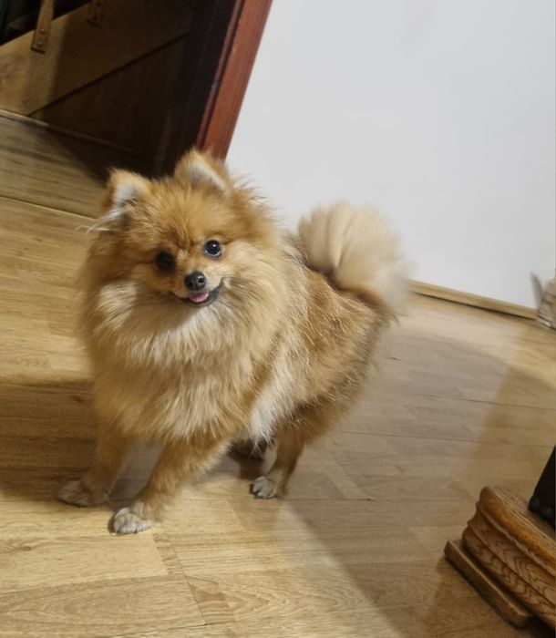 Szpic miniaturowy Pomeranian Suczka,miniaturka orange