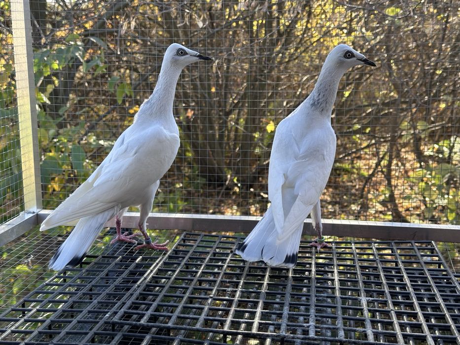 Srebrniaki wyloty 25r