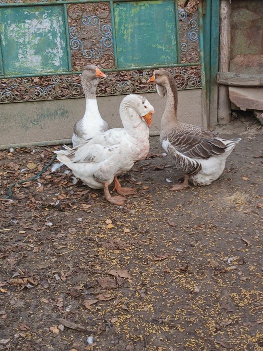 Продам сім'ю гусей