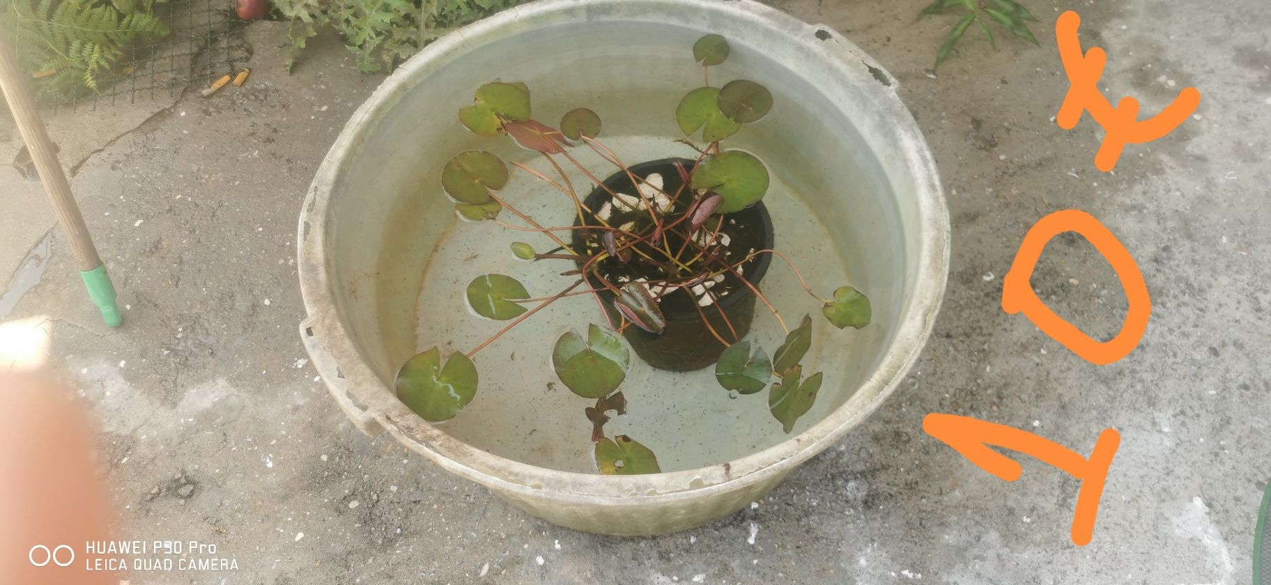 Plantas aquáticas Nenufer